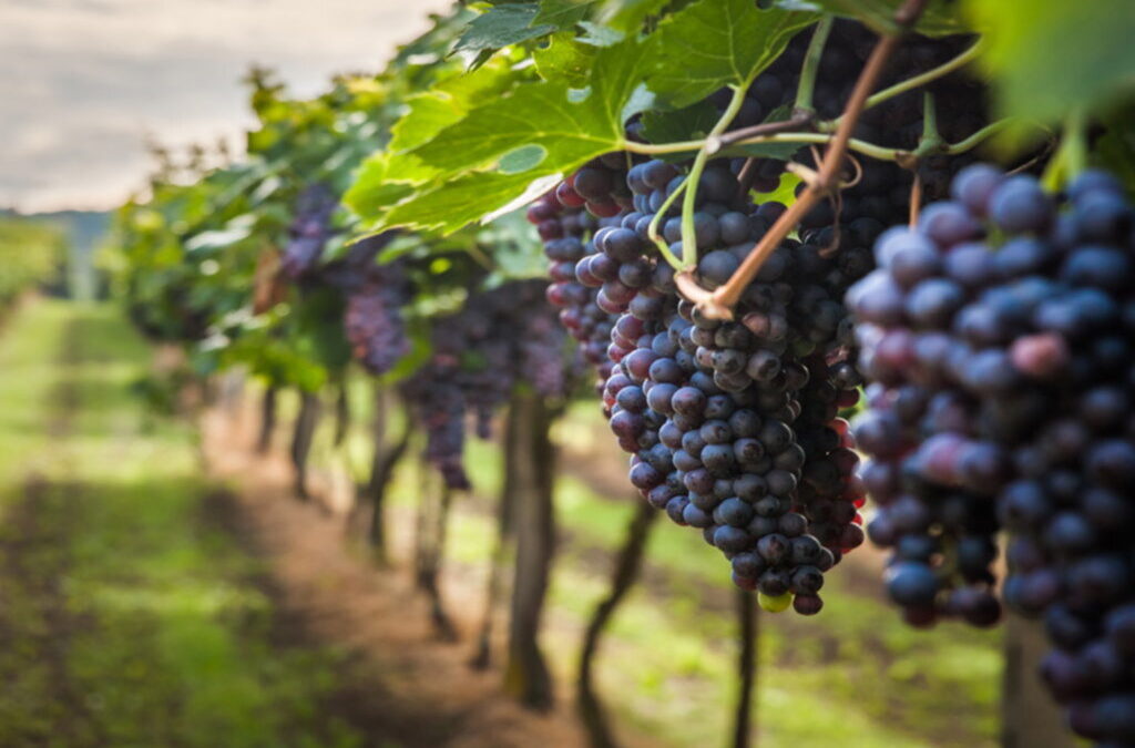 Governo reforça para 18 ME apoios à crise no setor dos vinhos