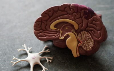 LPCE debate avanços e obstáculos na área a epilepsia