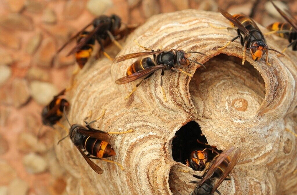 Estudo demonstra que vespas são essenciais aos ecossistemas e à saúde