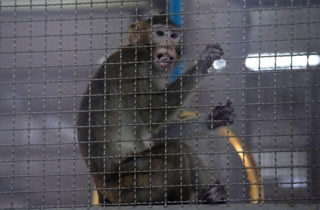 Criança de 5 anos ficou sem dedo após ser mordida por macaco em zoo de Gaia