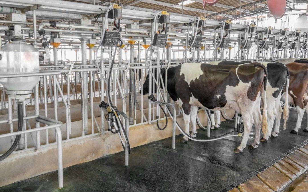 Cerca de 30 explorações leiteiras encerraram em 2020 no distrito de Aveiro