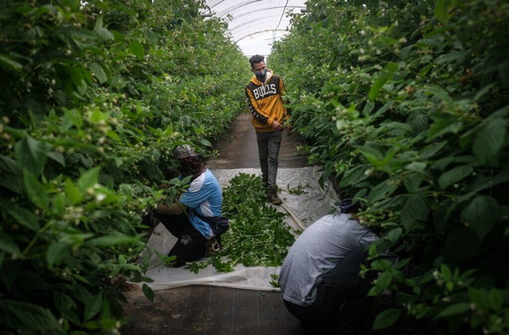 Ordem dos Advogados quer ajudar a resolver problema “grave” dos trabalhadores agrícolas em Odemira
