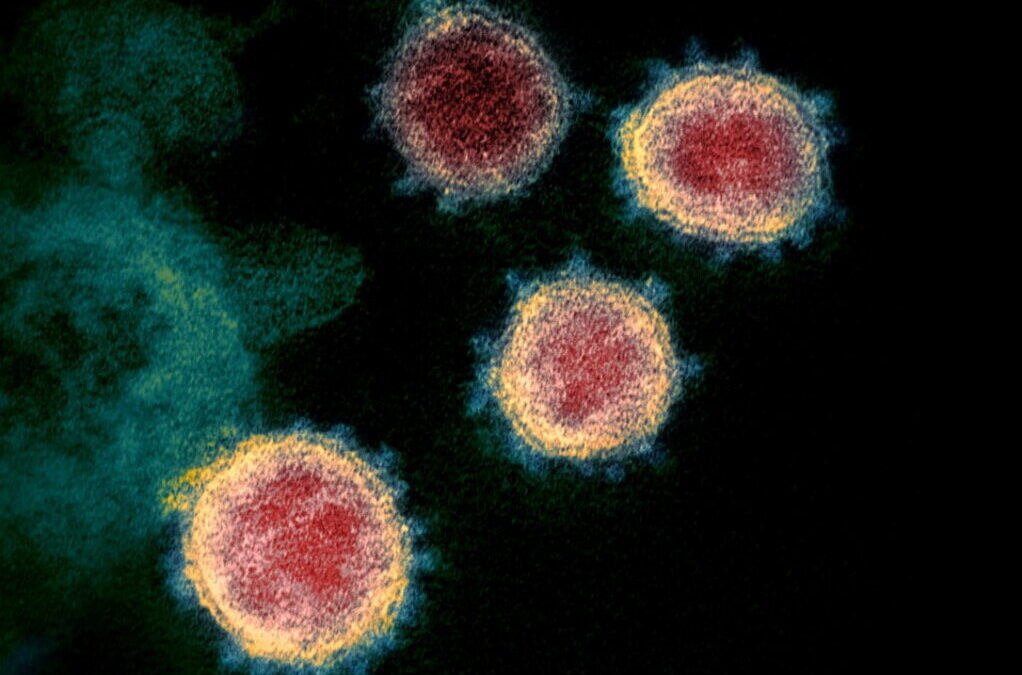 Estudo revela que febre tifóide resiste mais a antibióticos e expandiu-se