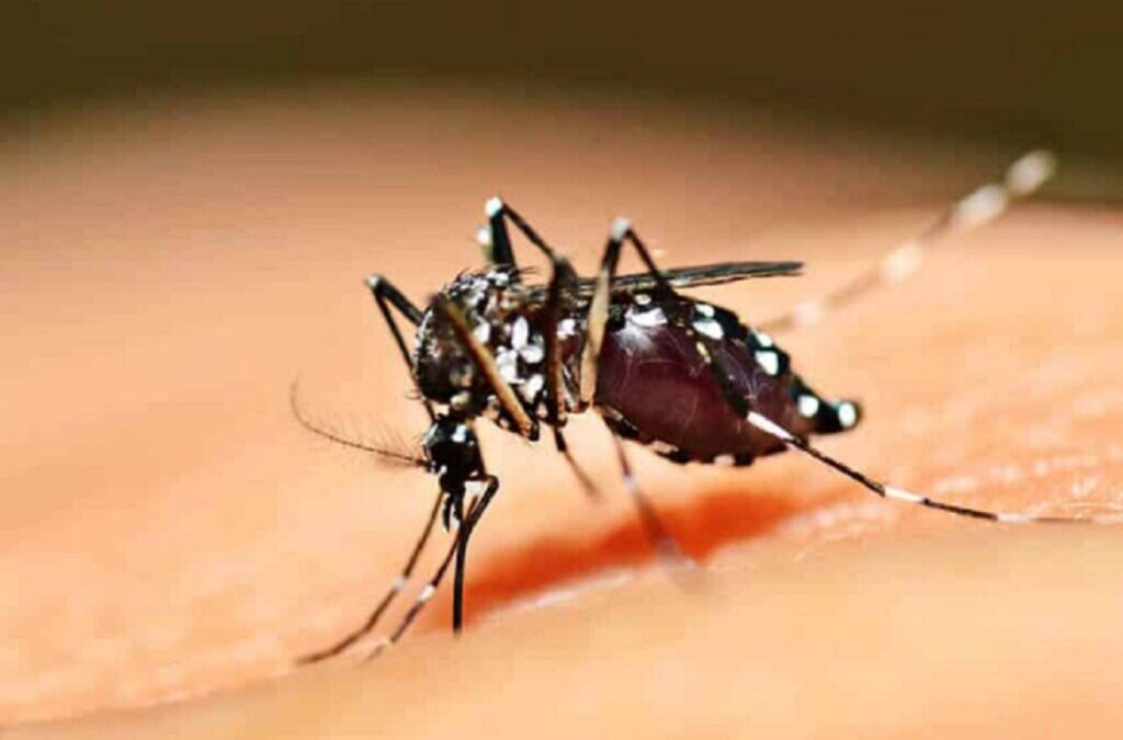 Infecciologista diz que luta contra a dengue deve centrar-se na eliminação do mosquito transmissor