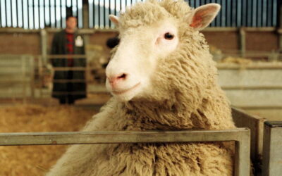 Sem clones humanos, o nascimento de Dolly continua a marcar a ciência 25 anos depois