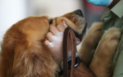 Governo vai atribuir este ano 10 ME para investimentos em bem-estar dos animais de companhia