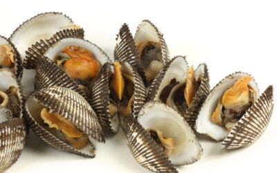 1.600 Kg de bivalves apreendidos em Alcochete e 106 pessoas identificadas