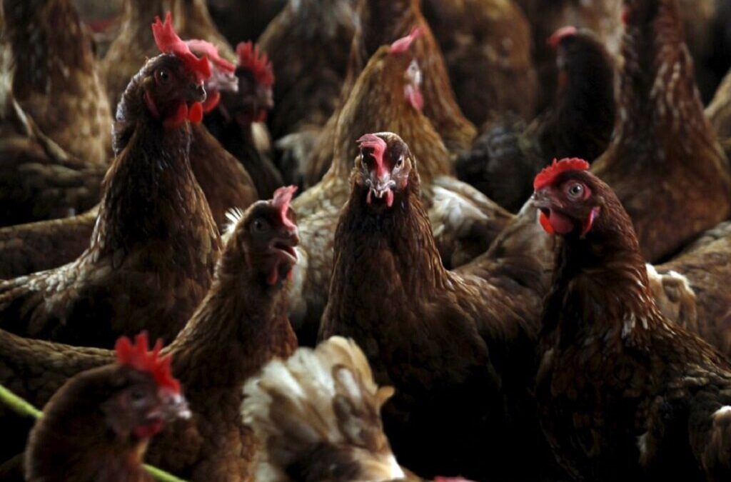 Gripe aviária detetada na Costa do Marfim pela primeira vez desde 2015