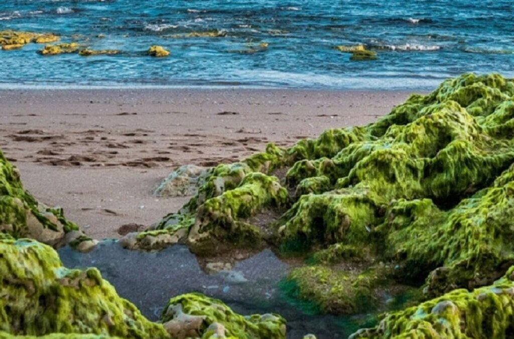 Investigadores da UAlg criam plataforma para estudar algas invasoras nas praias