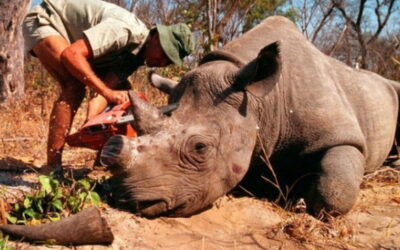Caça furtiva de rinocerontes na África do Sul aumentou 50% nos primeiros seis meses