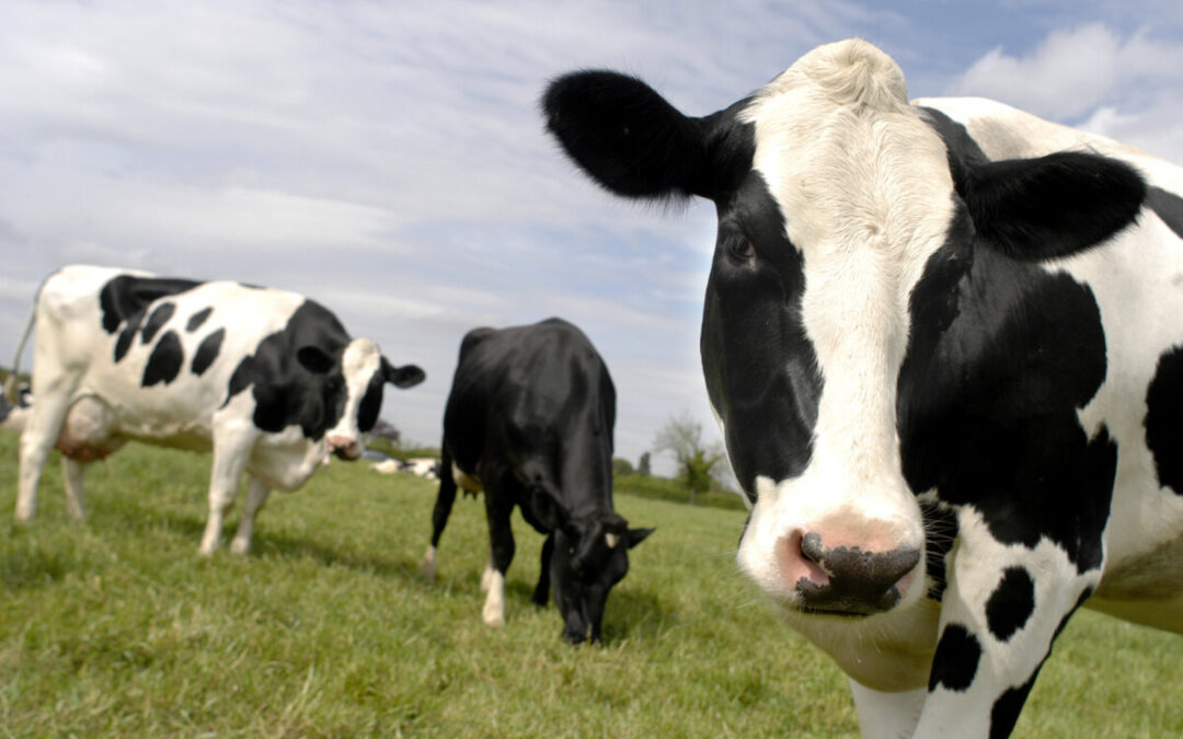 Brasil confirma caso de “vaca louca” no estado do Pará