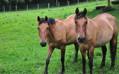 Parlamento recusa possibilidade de cavalos serem animais de companhia