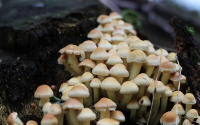 Iniciativas em torno dos cogumelos dinamizam economias do Interior