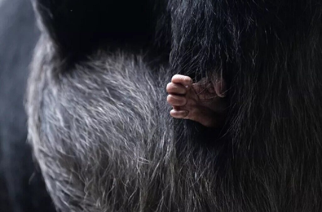 Detetada pela primeira vez lepra em chimpanzés selvagens da Guiné-Bissau e Costa do Marfim