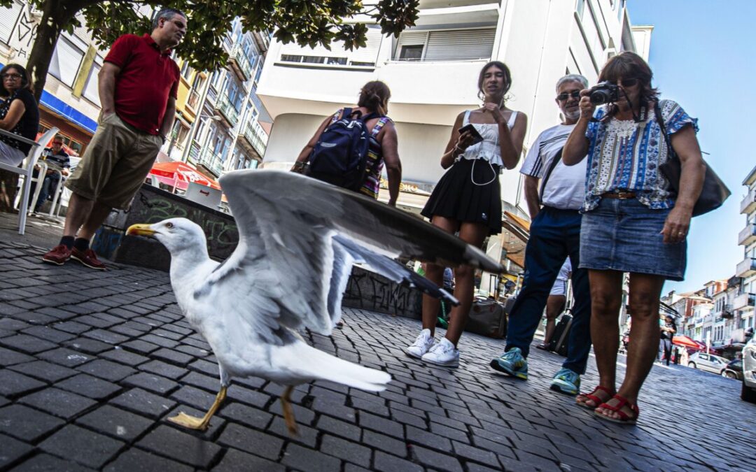 Aplicação informática vai permitir identificar ninhos de gaivotas no Grande Porto