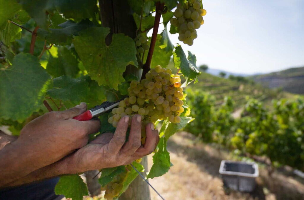 Investigador diz que protetor solar nas vinhas pode ser solução contra alterações climáticas