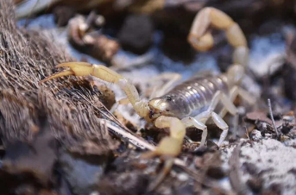 Picada de escorpião mata criança angolana em Benguela, 28 casos no fim de semana