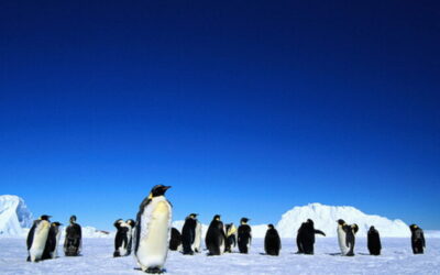 Estudo deteta presença “bastante frequente” de microplásticos em pinguins da Antártida