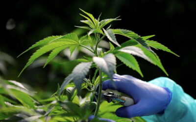 Empresa inicia hoje cultivo de canábis para fins medicinais no Algarve. Deverão ser produzidas 20