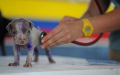 Estudo conclui que maioria dos veterinários prescreve antimicrobianos a animais de forma empírica