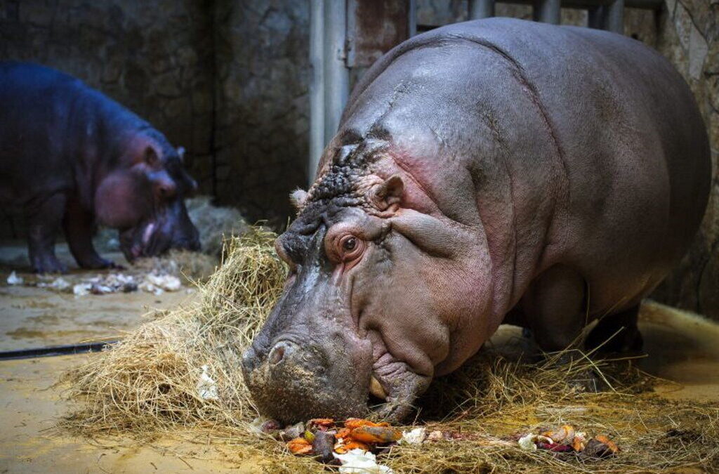 Detetados primeiros casos em hipopótamos em Jardim Zoológico da Bélgica