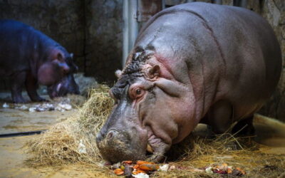 Detetados primeiros casos em hipopótamos em Jardim Zoológico da Bélgica