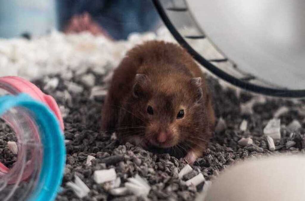 Macau testa hamsters, após Hong Kong anunciar abate de dois mil animais