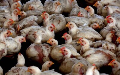 Abate de aves dá lugar a maior indemnização e pagamento de despesas desde 2.ª feira