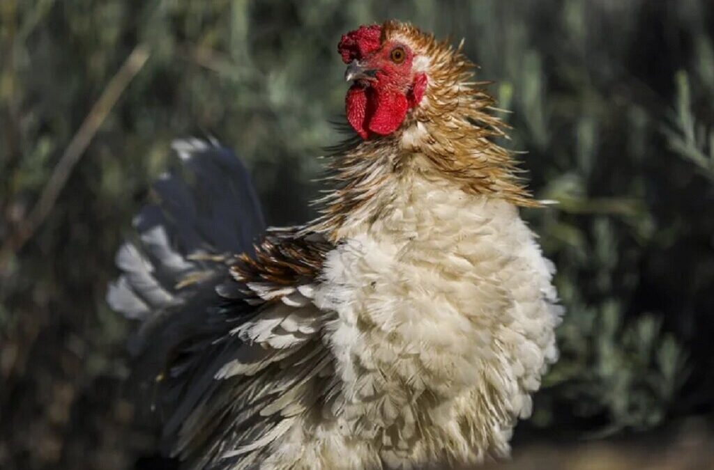 Surtos de gripe aviária em Espanha levam ao abate de cerca de 270.000 aves