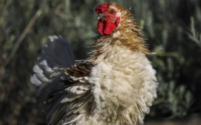 Surtos de gripe aviária em Espanha levam ao abate de cerca de 270.000 aves