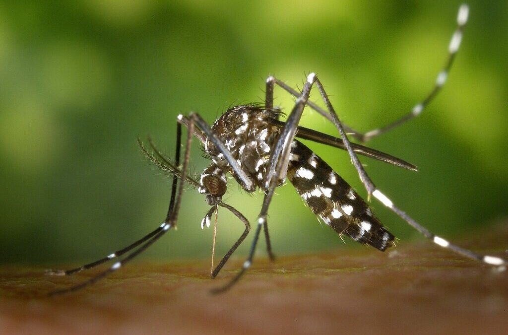 Impacto de mosquito invasor detetado em Penafiel e no Algarve ainda por perceber