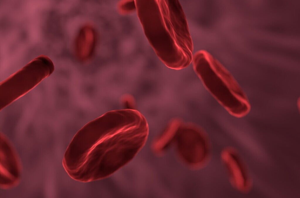 Estudo revela como glóbulos vermelhos podem ajudar a prever risco de morte e enfartes