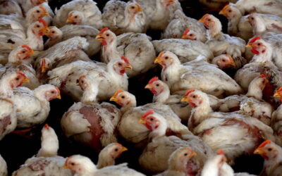 Identificado surto de gripe aviária em exploração de Torres Vedras