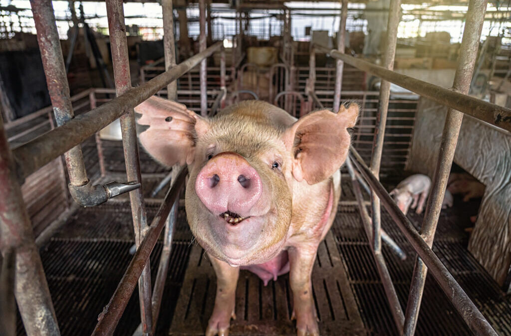 Produtores obrigados a registar porcos em abril