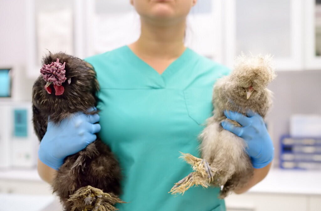Gripe aviária: Dez milhões de aves abatidas em França desde novembro
