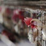 Gripe das aves volta a ser detetada em Portugal