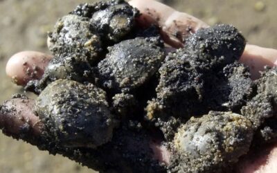 Mais de cinco toneladas de bivalves apreendidas em Estarreja