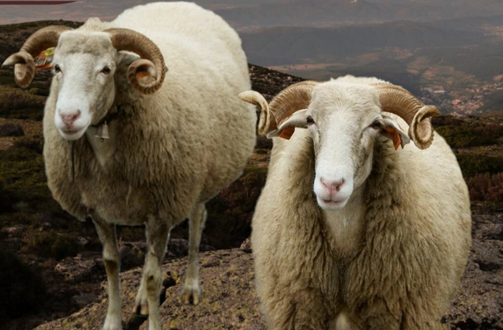 Governo aumenta apoio aos produtores de ovelha típica da Serra da Estrela