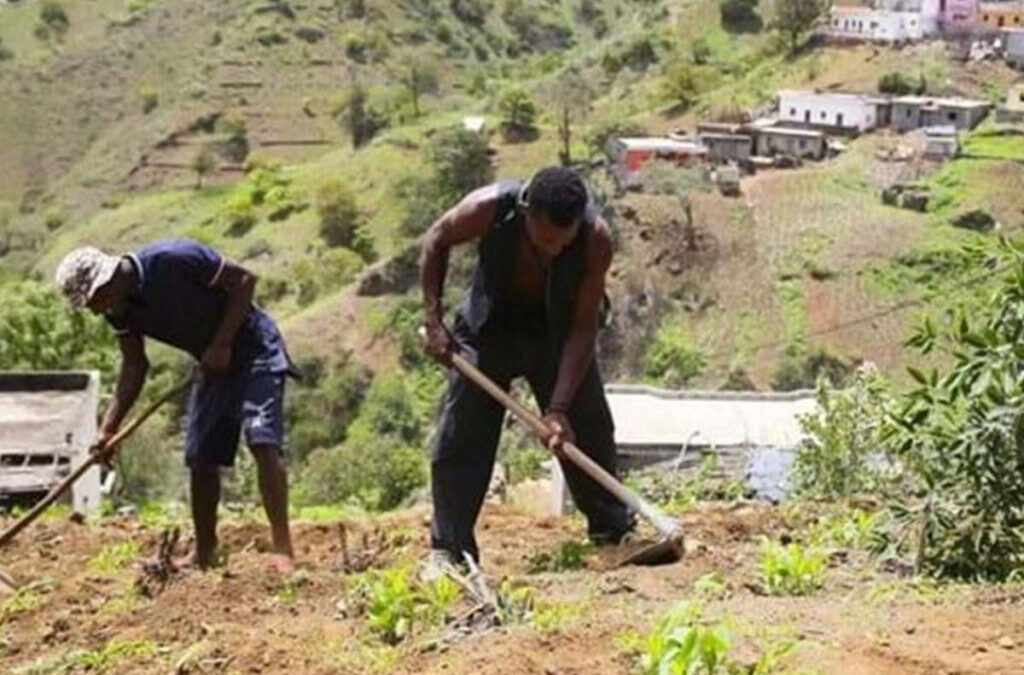 Cabo Verde vai levantar parcialmente embargo agrícola com 38 anos à ilha de Santo Antão