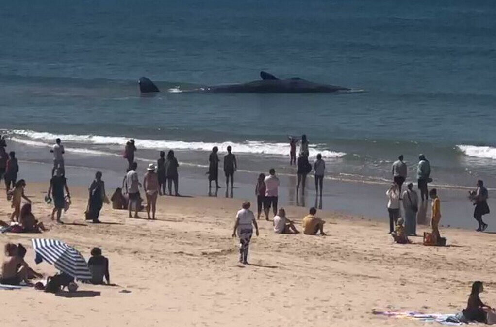 Baleia com cerca de 10 metros e ainda viva arrojou na Fonte da Telha em Almada