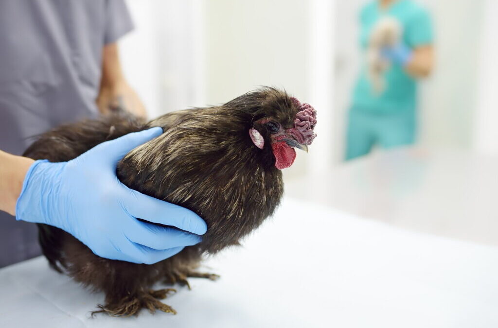 Cinco estados venezuelanos em alerta sanitário por vírus da gripe aviária altamente patogénica