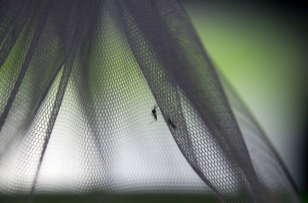 OMS alerta que Brasil é o país mais afetado com novo surto de dengue