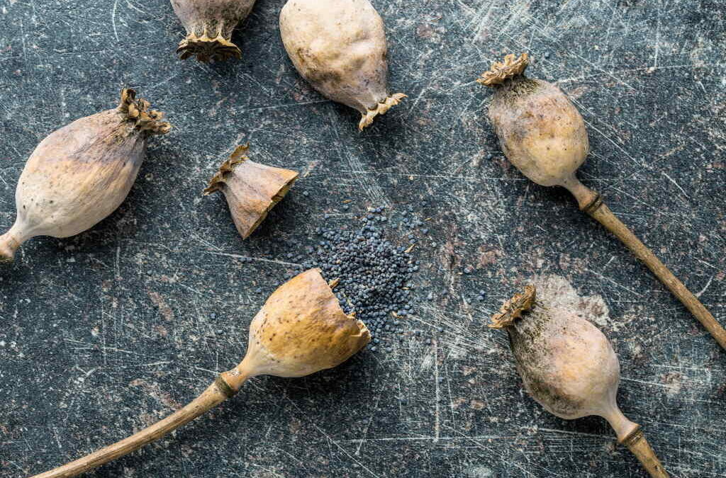Talibãs proíbem cultivo de papoila e de outras substâncias narcóticas no Afeganistão