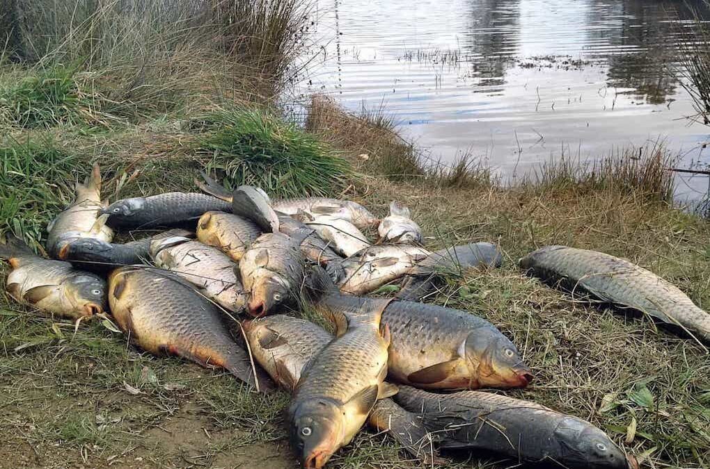 APA está a acompanhar morte de peixes em albufeira de Castelo Branco