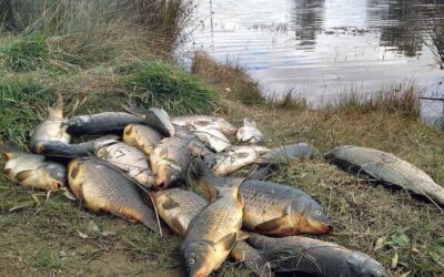 APA está a acompanhar morte de peixes em albufeira de Castelo Branco