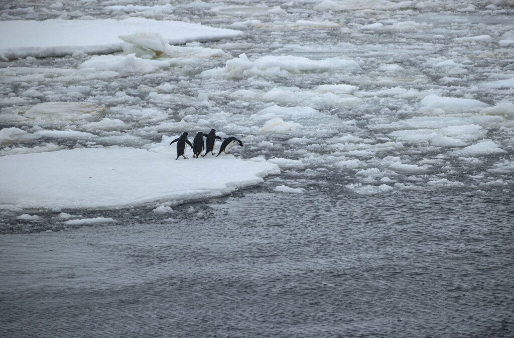 Cientistas confirmam amplificação das ondas de calor no antártico