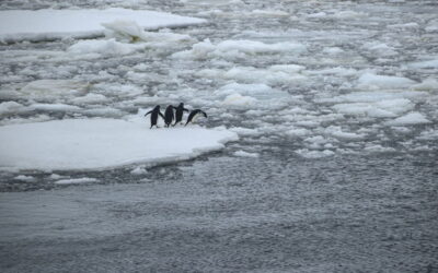 Cientistas confirmam amplificação das ondas de calor no antártico