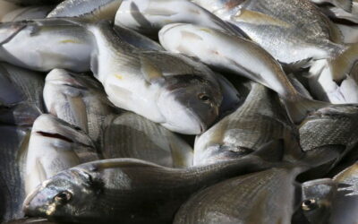 Cientistas reutilizam subproduto do biodiesel em rações de peixes de aquacultura
