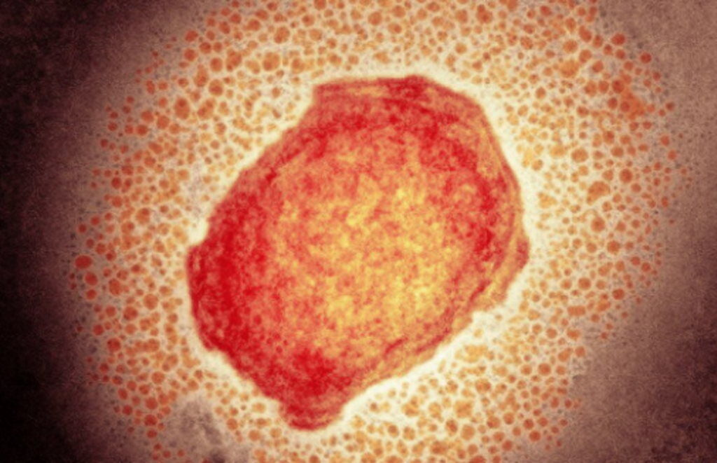 Brasil confirma primeiros casos “autóctones” de Monkeypox