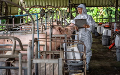 Filipinas avança com vacina não comprovada contra peste suína, suscitando dúvidas entre especialistas
